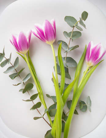 Beautiful purple tulip with eucalyptus on a white chair. Spring Mood, March 8thの写真素材