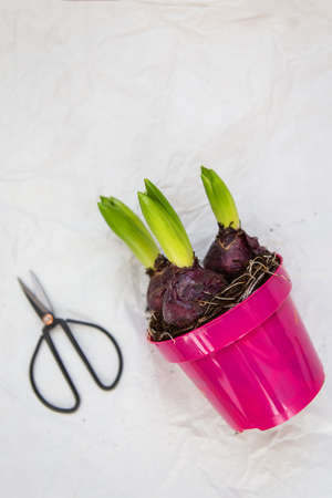 Hyacinth flower in a pink pot together with scissors on a white background. Gardening in the spring,...