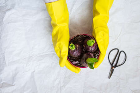Hand transplant of woman in yellow gloves, planting hyacinth bulbs with garden tools close upの写真素材