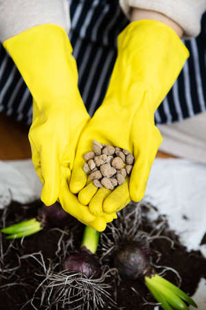 Transplanting the hands of a woman in yellow gloves in which drainage is expanded clay, planting hyacinth bulbs with garden toolsの写真素材