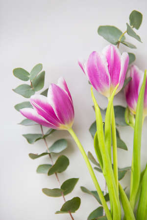 Beautiful purple tulip with eucalyptus on a white chair. Spring Mood, March 8thの写真素材