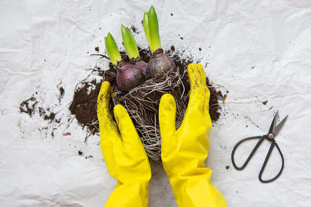 Hand transplant of woman in yellow gloves, planting hyacinth bulbs with garden tools close-up, top viewの写真素材