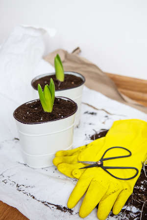 Transplanting hyacinth bulbs into pots, garden tools lie on the background, yellow glovesの写真素材