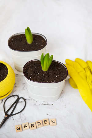 Transplanted hyacinth bulbs in new pots, against the background of gardening tools, yellow gloves....