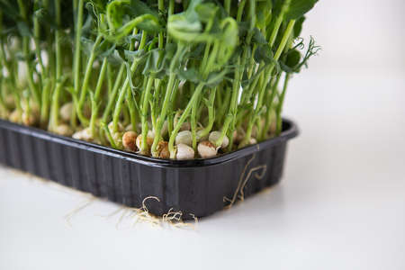 Pea microgreen sprouts. Raw sprouts, microgreens, healthy food concept. Supports the body with...