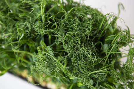 Pea microgreen sprouts. Raw sprouts, microgreens, healthy food concept. Supports the body with vitamins at any time of the year. Close-up, top viewの写真素材