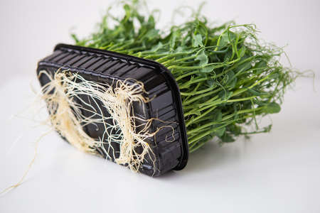 Pea microgreen sprouts. Raw sprouts, microgreens, healthy food concept. Supports the body with vitamins at any time of the year. Close-up, top viewの写真素材