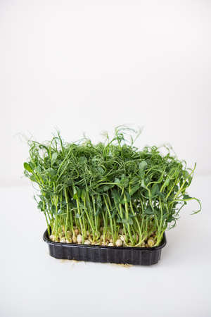 Pea microgreen sprouts. Raw sprouts, microgreens, healthy food concept. Supports the body with vitamins at any time of the year. Close-up, top viewの写真素材