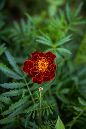 Marigold. Very beautiful bright multi-colored flowers. Close-upの写真素材