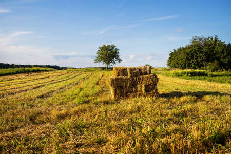 A field of straw bales in the garden. Agriculture. Summer, beautiful cloudsの写真素材