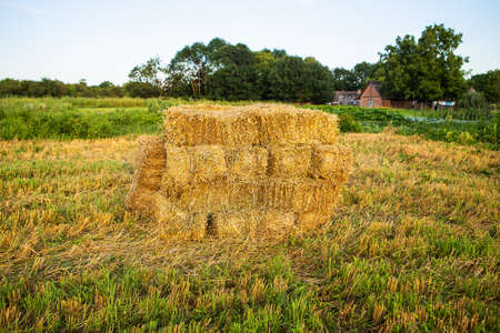 Delicious, sweet young grilled popcorn lies on a wooden board, outdoor recreation, proper nutrition. Close-upの写真素材