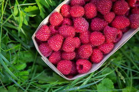 Fresh sweet juicy raspberries in a wooden basket stands close-up on the green grass. Summer, vacation, warmの写真素材