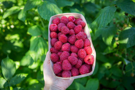 Fresh sweet juicy raspberries in a wooden basket close-up. View from aboveの写真素材