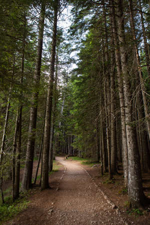 The road in the forest is lined with stones. Very beautiful and dense forest in Durmitor National Park, Montenegroの写真素材