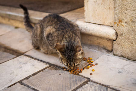 Street multicolored cat eats cat food on the streets of the old cityの写真素材