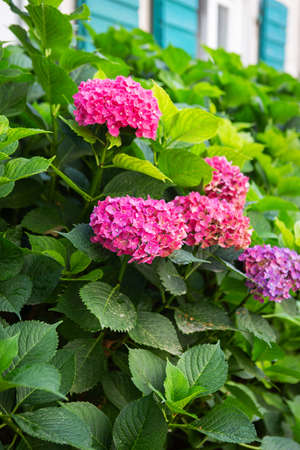 A very beautiful pink hydrangea bush against the background of a beautiful house with green shuttersの写真素材