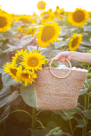 A female hand in a large field of sunflowers, holds a straw bag with a large bouquet of sunflowersの写真素材