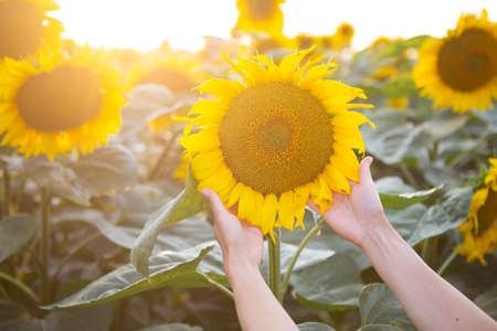 Female hand in a large field of sunflowers holding one large flower in the fieldの写真素材