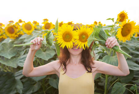 A female hand in a large field of sunflowers, holding a large bouquet of sunflowers in the field against the background of her eyes. Wonderful sunshine, sunsetの写真素材