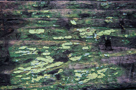 Old wood texture, peeling green paint in different colors. Space for space and letteringの写真素材
