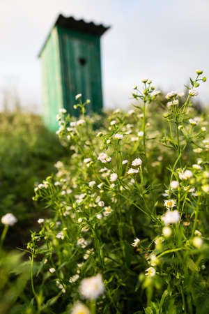 Toilet in a field of daisies. Vintage toilet. An outdoor rustic green toilet with a heart cut out on the doorの写真素材