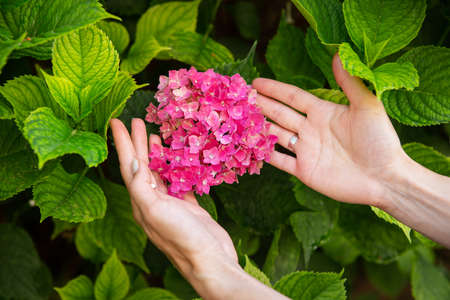 The girl holds her hands near a large and dense hydrangea flower of pink bright color. Close-upの写真素材
