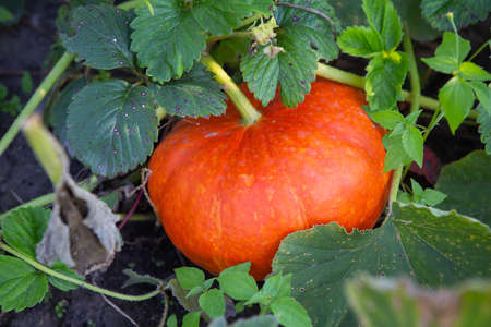 Plantation of bright orange pumpkin in the vegetable garden. Harvesting in the fallの写真素材