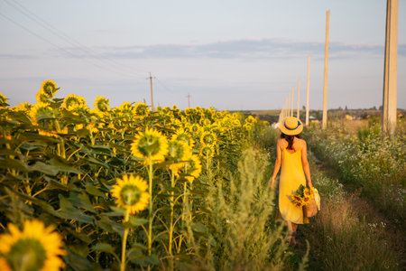 A girl in a yellow dress and a straw hat walks in the middle of a large field of sunflowers holding a bouquet of sunflowers in a straw bag. A lovely sunny eveningの写真素材