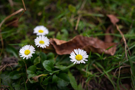 Beautiful white daisies on a green meadow. Close-upの写真素材