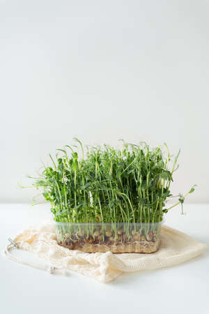 Vegetable pea sprouts, microgreens on white background, vegan health superfoodの写真素材