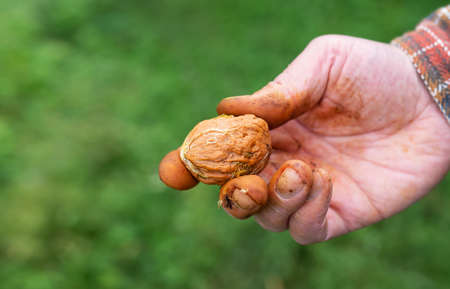 A man in a plaid shirt is holding a young walnut in his hand. Close-upの写真素材
