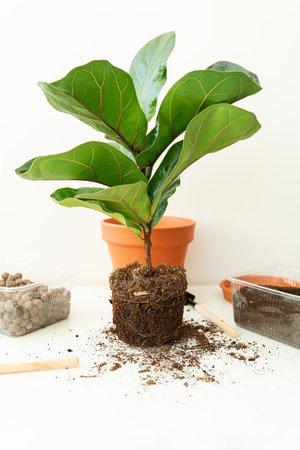Accessories for transplanting a flowerpot-ficus lyrata. Potted home plant ficus lyrata. home gardening. Plants that are air purifiersの写真素材