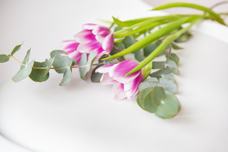 Beautiful purple tulip with eucalyptus on a white chair. Spring mood. Postcard for March 8の写真素材