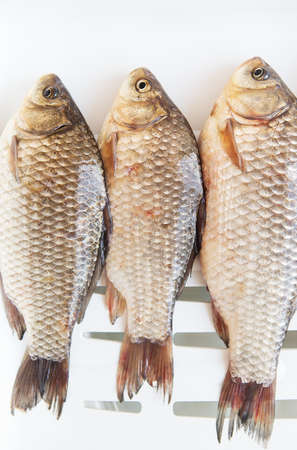 Freshly caught crucian fish lies on a white stand. View from aboveの写真素材