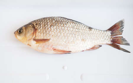 Freshly caught crucian fish lies on a white stand. Catch trophy. View from aboveの写真素材