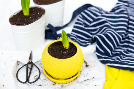 Transplanting hyacinth bulbs into pots, garden tools lie on the background, yellow glovesの写真素材