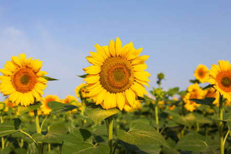 A beautiful field of blooming golden sunflowers against a blue sky. Harvest preparation, sunflower oil productionの写真素材