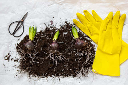 Hyacinth bulbs lie on the ground, transplanted into a pot, yellow gloves and scissors lie nearby....