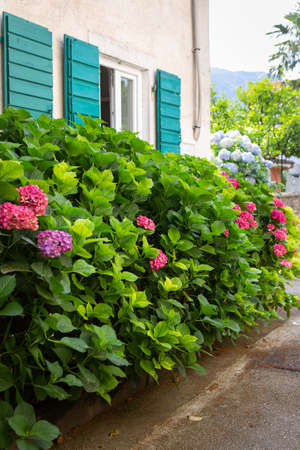 A very beautiful pink hydrangea bush against the background of a beautiful house with green shuttersの写真素材