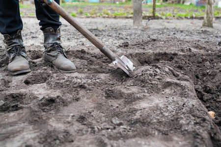Planting potato tubers in the ground. Early spring preparation for the garden season. A man with a...