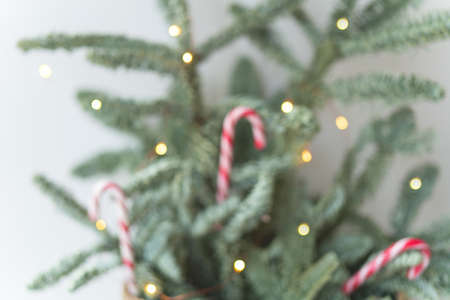Decorated Christmas tree with candy canes and lights on a blurred background. Preparation for Christmas and New Year 2023. Place for an inscriptionの写真素材