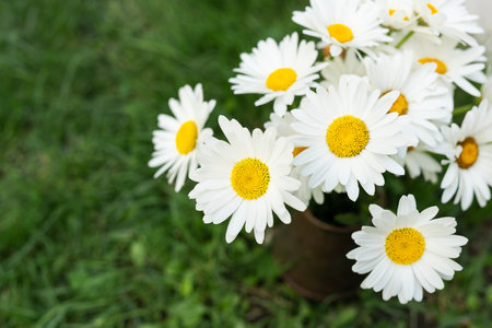 A bouquet of daisies stands in a vase on the grass. Chamomile blooms on a summer day. Chamomile flowers in a bouquet, place for an inscriptionの写真素材