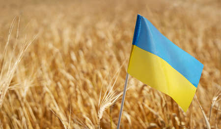 Pray for Ukraine. Ukrainian national flag on the background of wheat. Independence Day 24 Augの写真素材