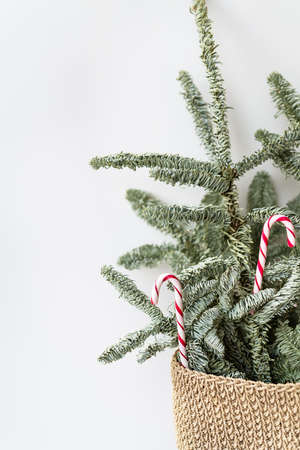 Decorated Christmas tree with candy canes. Preparing for Christmas and New Year 2023-2024. Place for an inscriptionの写真素材