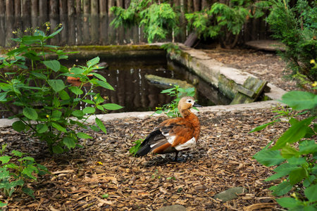 A beautiful colorful mandarin duck walks near the artificial pond in the zooの写真素材