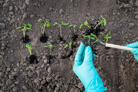 Young seedlings of pepper and tomato. The concept of gardening and seedlings. young plant. A young girl holds a shovel in her hands and seedlingsの写真素材