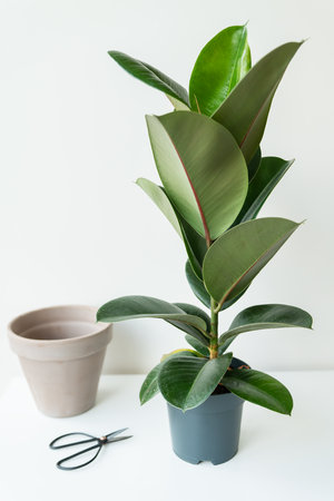 Transplantation of elastic ficus (rubber fig) in the home interior. Home decor and gardening conceptsの写真素材