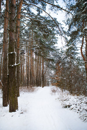 Beautiful pine forest on a frosty day. The sun's rays pass through the trees of the winter forestの写真素材