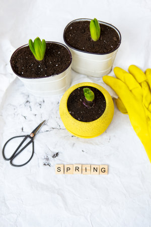 Transplanted hyacinth bulbs in new pots, against the background of gardening tools, yellow gloves. spring letteringの写真素材