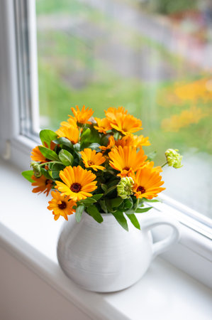 A bouquet of bright calendula in a milk vase stands on the windowsill, bright autumn with a windowの写真素材